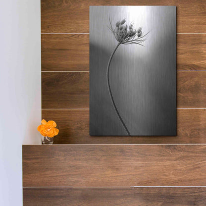 Luxe Metal Art 'Queen Anne's B&W' by Thomas Haney, Metal Wall Art,12x16