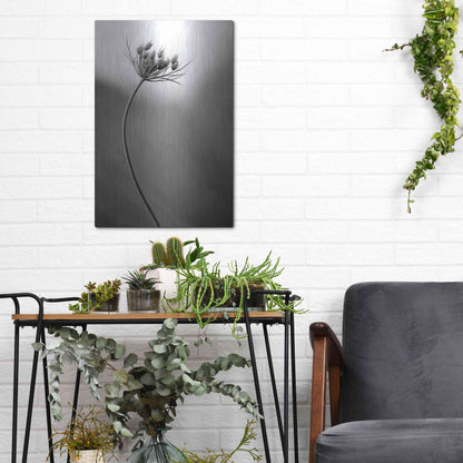 Luxe Metal Art 'Queen Anne's B&W' by Thomas Haney, Metal Wall Art,12x16