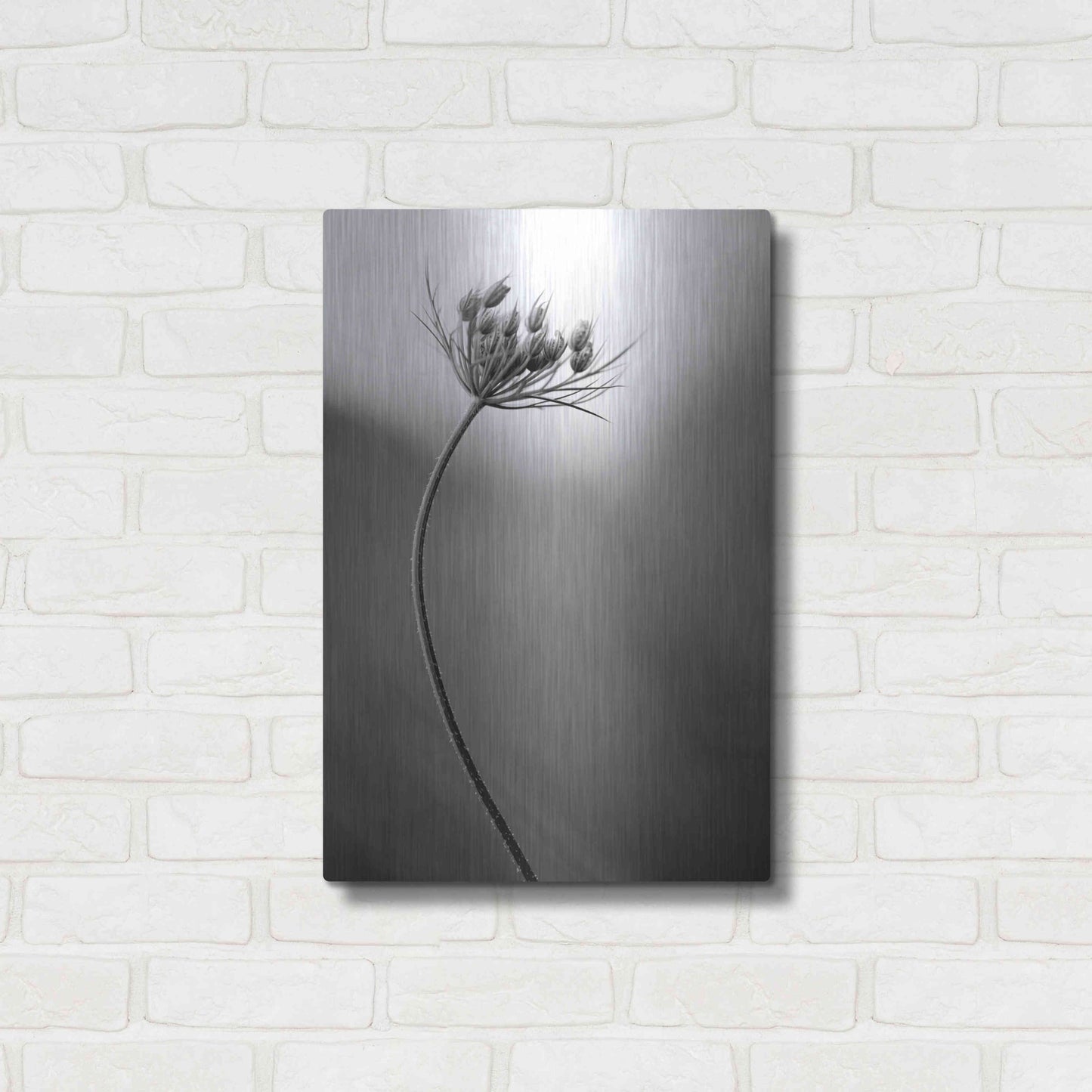 Luxe Metal Art 'Queen Anne's B&W' by Thomas Haney, Metal Wall Art,16x24