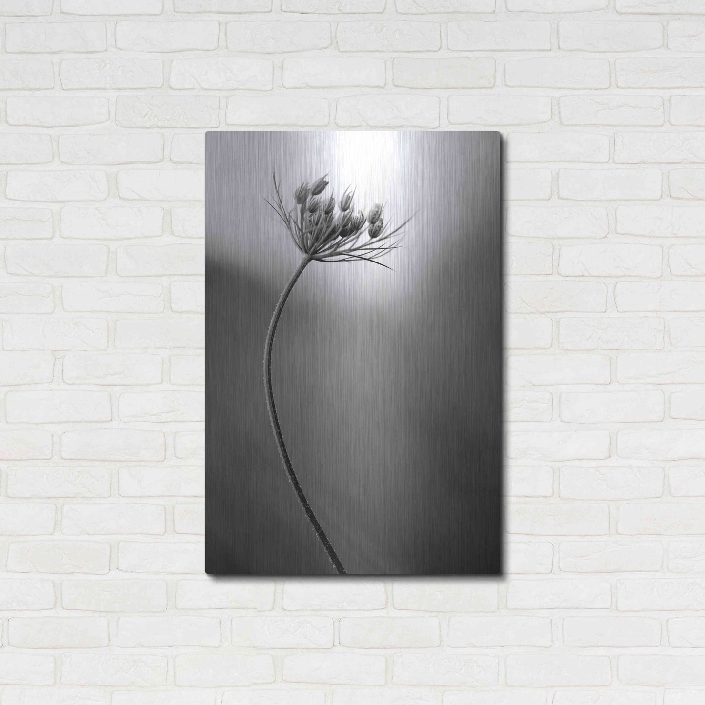 Luxe Metal Art 'Queen Anne's B&W' by Thomas Haney, Metal Wall Art,24x36