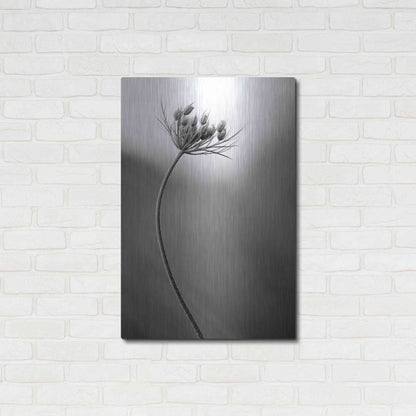 Luxe Metal Art 'Queen Anne's B&W' by Thomas Haney, Metal Wall Art,24x36