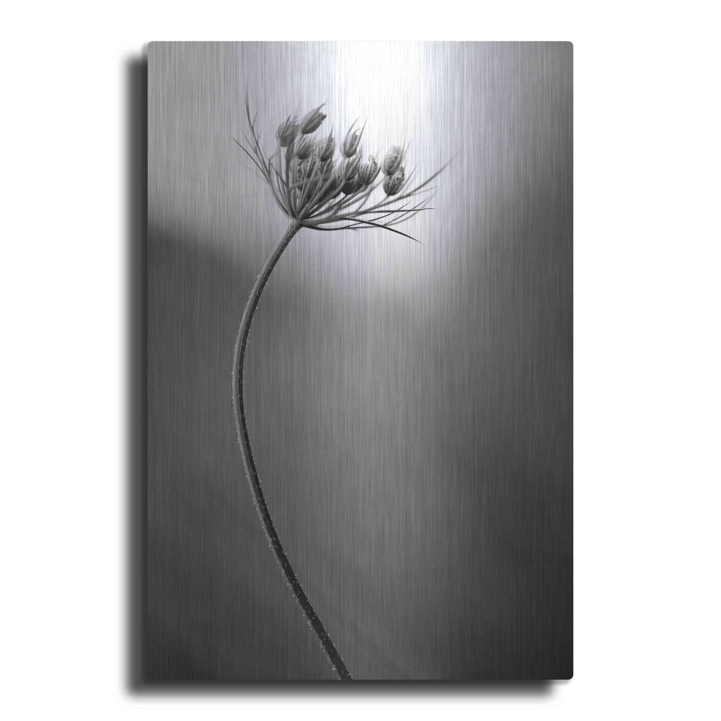 Luxe Metal Art 'Queen Anne's B&W' by Thomas Haney, Metal Wall Art