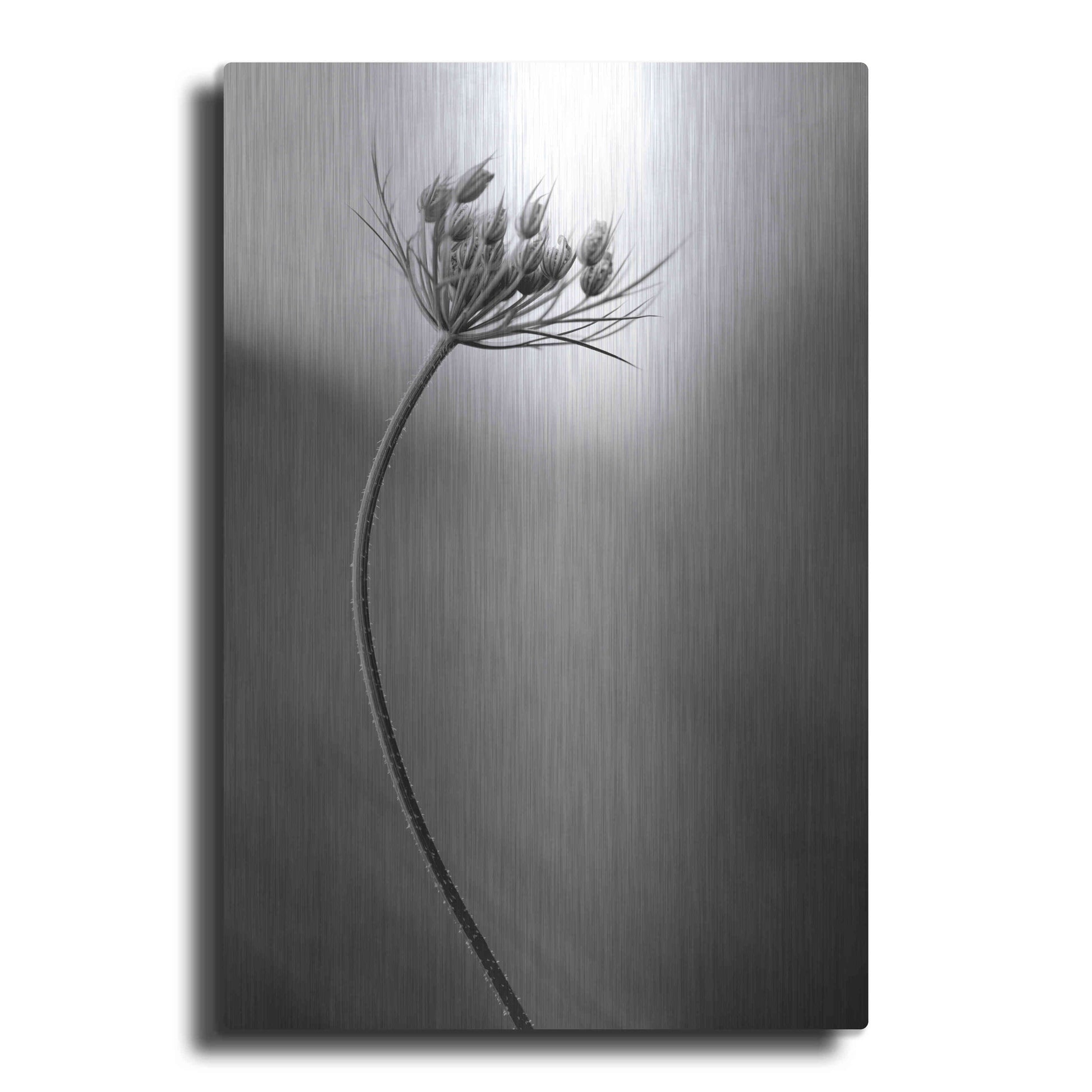 Luxe Metal Art 'Queen Anne's B&W' by Thomas Haney, Metal Wall Art