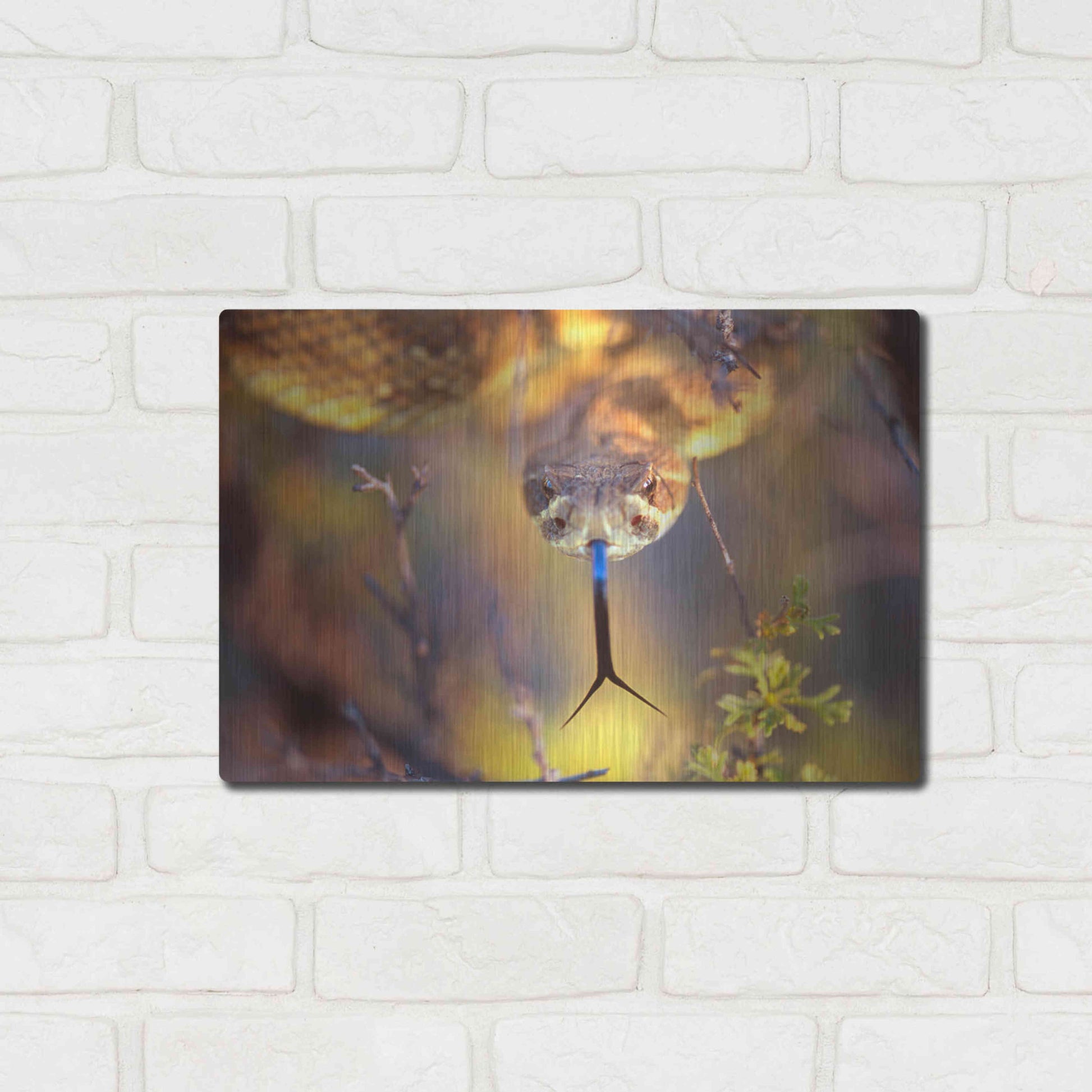 Luxe Metal Art 'Rattle' by Thomas Haney, Metal Wall Art,16x12