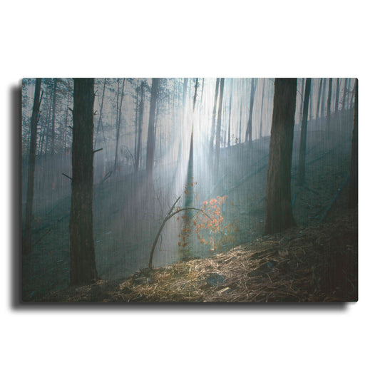 Luxe Metal Art 'Smoke Forest' by Thomas Haney, Metal Wall Art