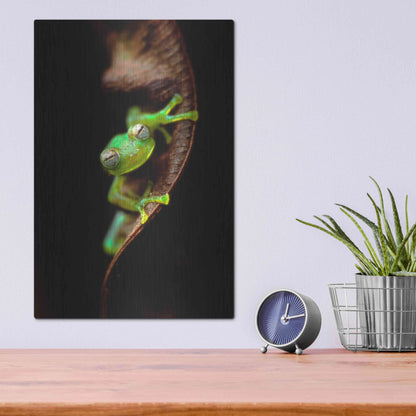 Luxe Metal Art 'Frog Portrait' by Thomas Haney, Metal Wall Art,12x16