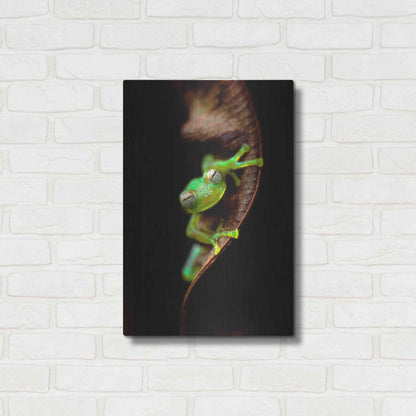 Luxe Metal Art 'Frog Portrait' by Thomas Haney, Metal Wall Art,16x24