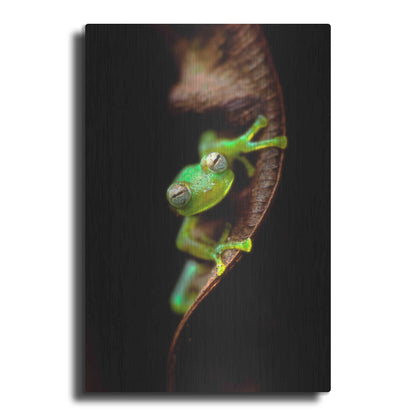 Luxe Metal Art 'Frog Portrait' by Thomas Haney, Metal Wall Art