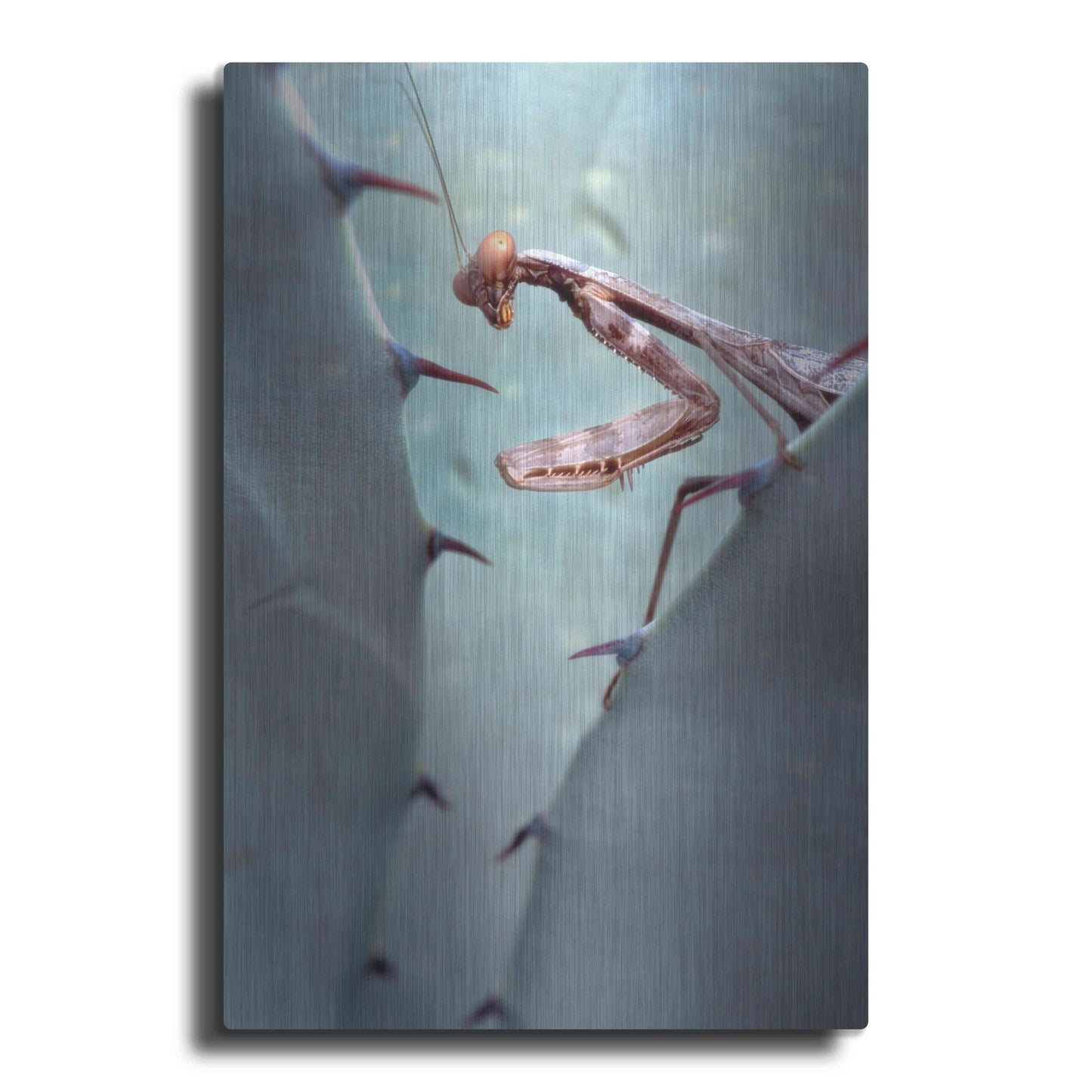 Luxe Metal Art 'Mantis Agave' by Thomas Haney, Metal Wall Art