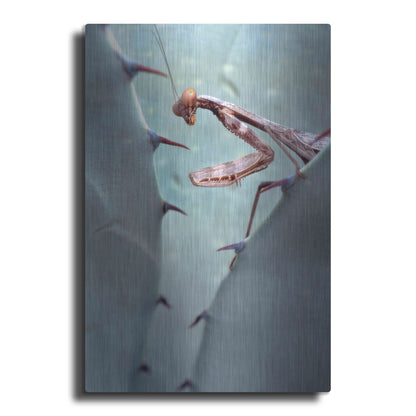 Luxe Metal Art 'Mantis Agave' by Thomas Haney, Metal Wall Art