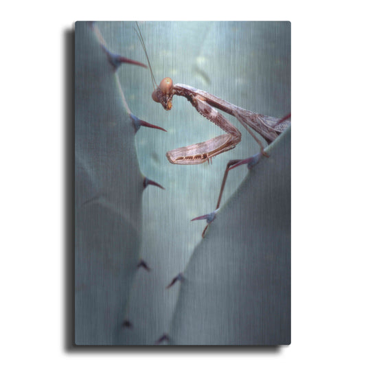 Luxe Metal Art 'Mantis Agave' by Thomas Haney, Metal Wall Art