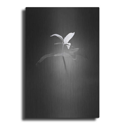 Luxe Metal Art 'Trillium Pastel 1 B&W' by Thomas Haney, Metal Wall Art