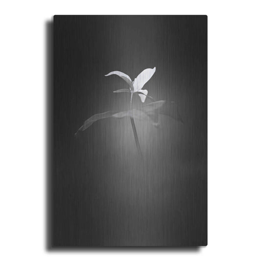 Luxe Metal Art 'Trillium Pastel 1 B&W' by Thomas Haney, Metal Wall Art