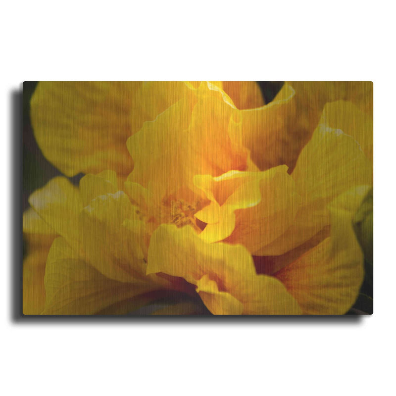 'Hibiscus Folds' by Chris Moyer – Metal Wall Art
