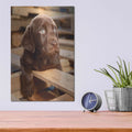 'Bryce Puppy' by Mike Jones – Metal Wall Art, 12x16 room view