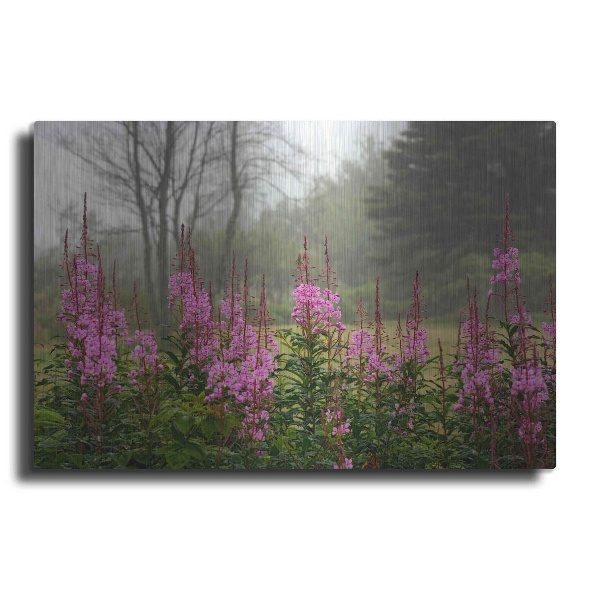 'Campobello Lupine' by Mike Jones – Metal Wall Art