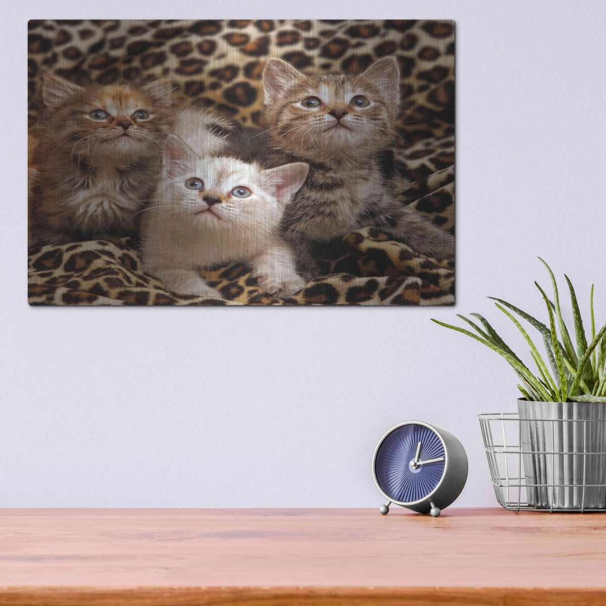 'Kittens' by Mike Jones – Metal Wall Art, 16x12 room view