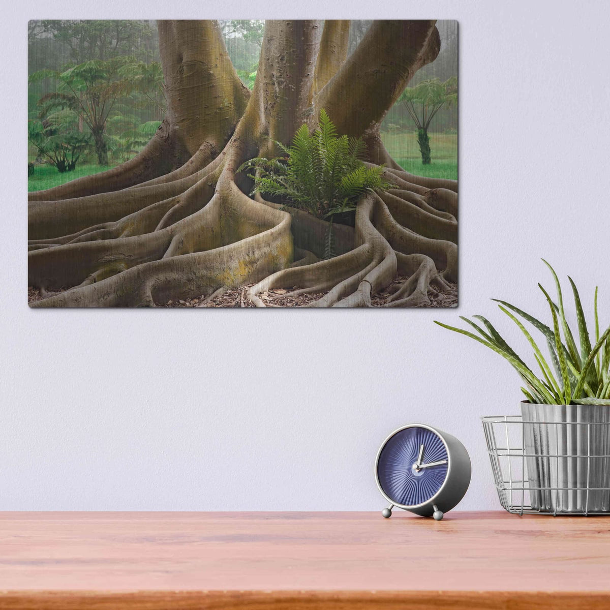 'Roots Sarasots Big Tree' by Mike Jones – Metal Wall Art, 16x12 room view