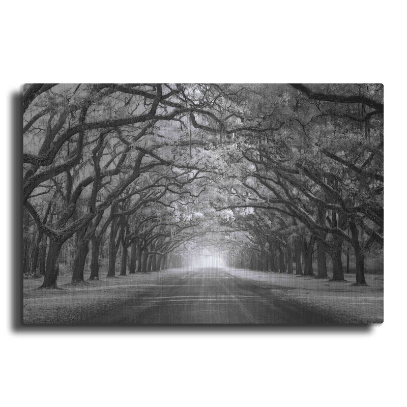 'Wormsloe Inf Light' by Mike Jones – Metal Wall Art