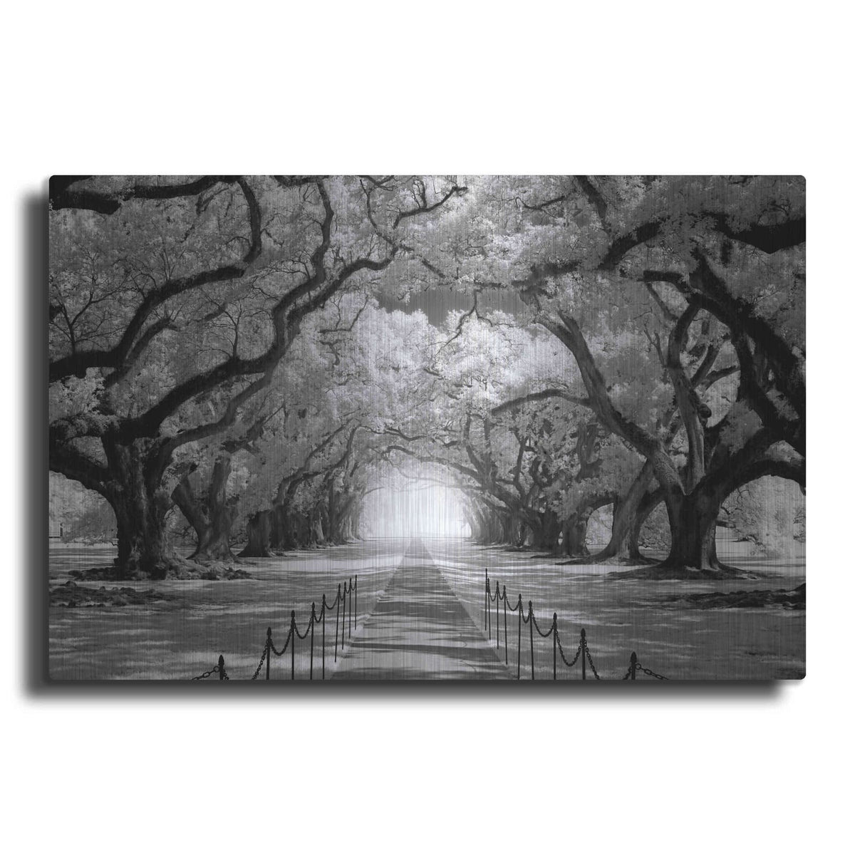 'Oak Alley inf CHECK' by Mike Jones – Metal Wall Art