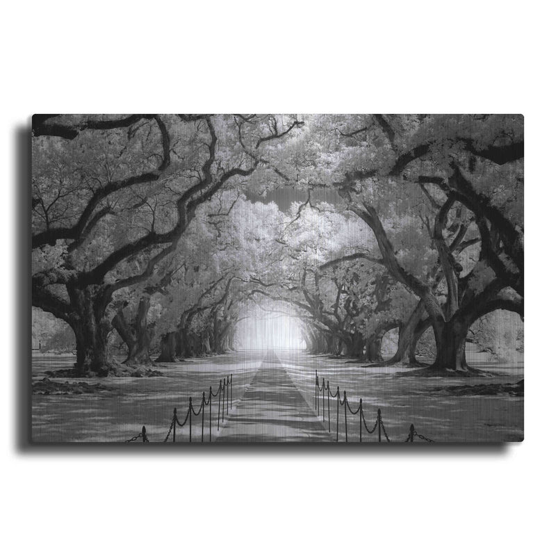 'Oak Alley inf CHECK' by Mike Jones – Metal Wall Art