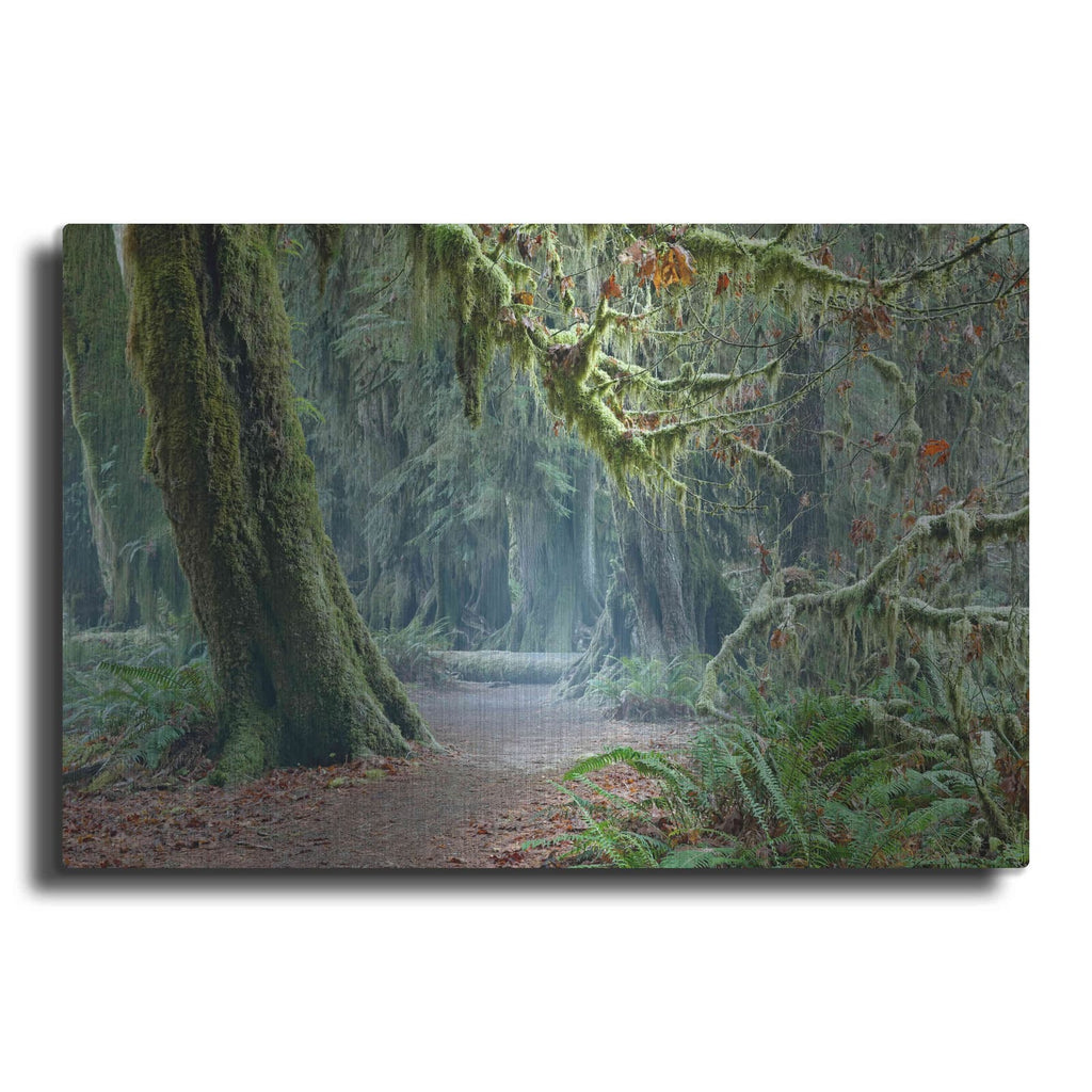 'Olympic NP Trail' by Mike Jones – Metal Wall Art