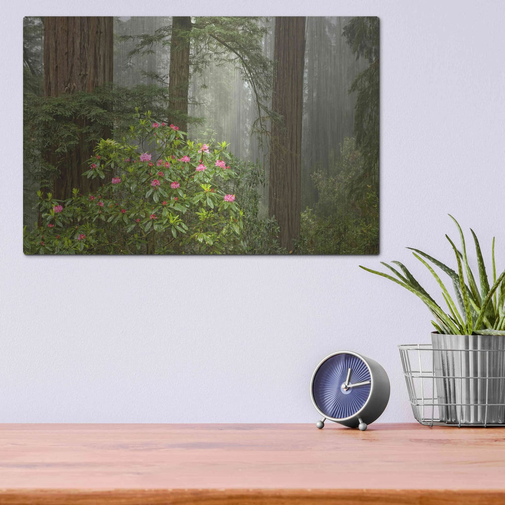 'Redwood Fog Rhododendrons' by Mike Jones – Metal Wall Art, 16x12 room view
