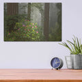 'Redwood Fog Rhododendrons' by Mike Jones – Metal Wall Art, 16x12 room view
