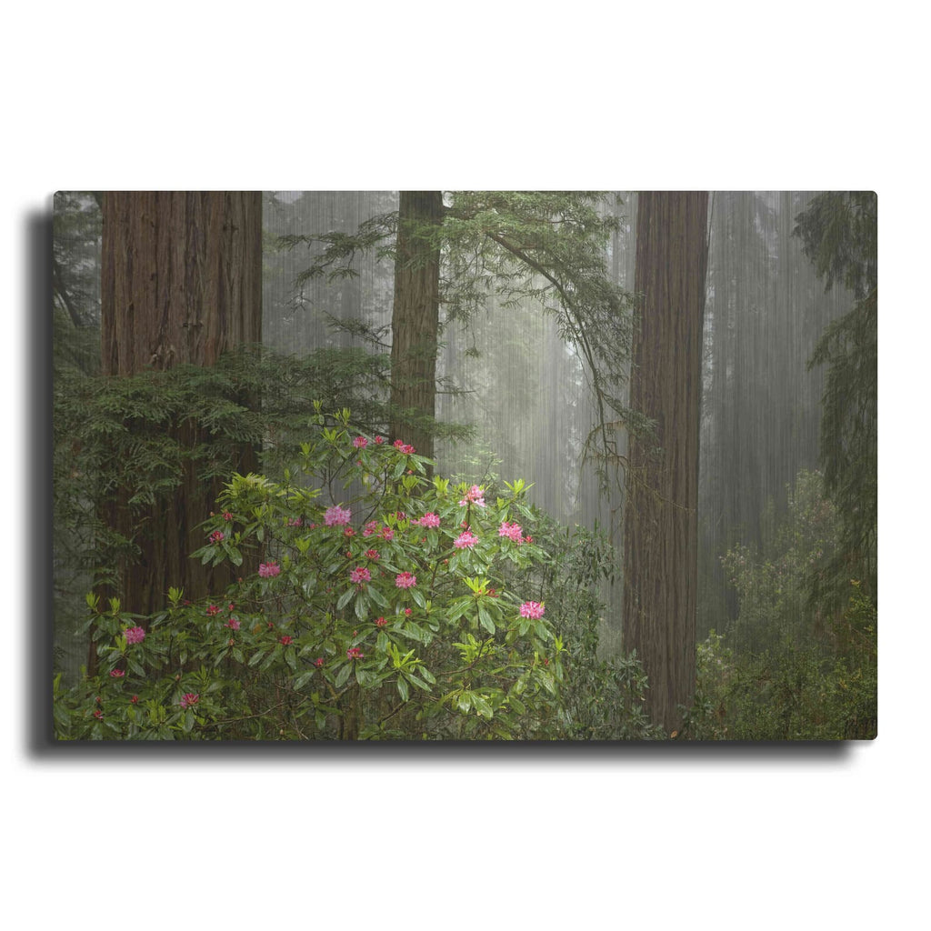 'Redwood Fog Rhododendrons' by Mike Jones – Metal Wall Art