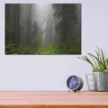'Redwoods NP Fog' by Mike Jones – Metal Wall Art, 16x12 room view