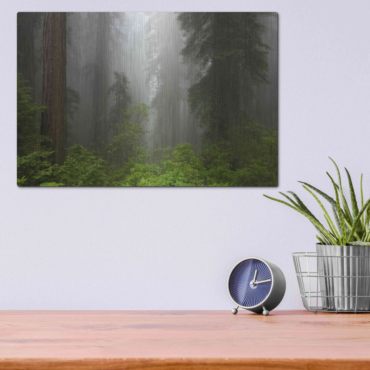 'Redwoods NP Fog' by Mike Jones – Metal Wall Art, 16x12 room view