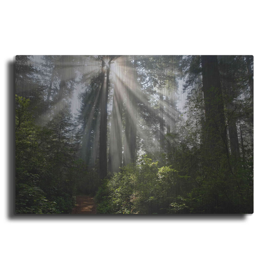 'Redwoods NP Ladybird Johnson Lightbeams' by Mike Jones – Metal Wall Art