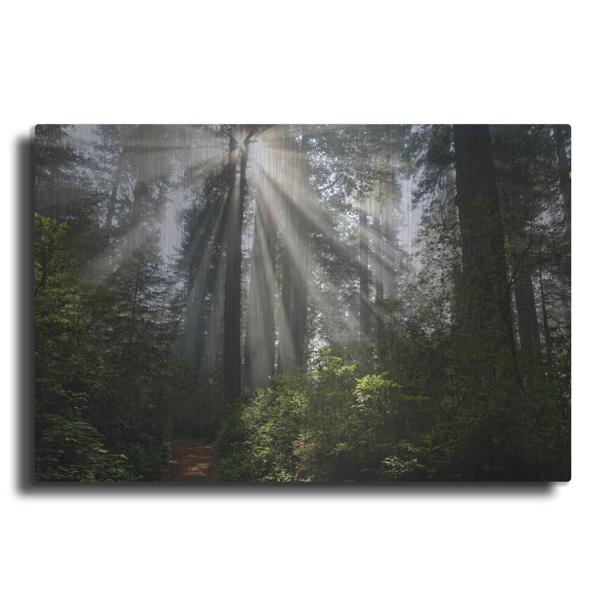 'Redwoods NP Ladybird Johnson Lightbeams' by Mike Jones – Metal Wall Art