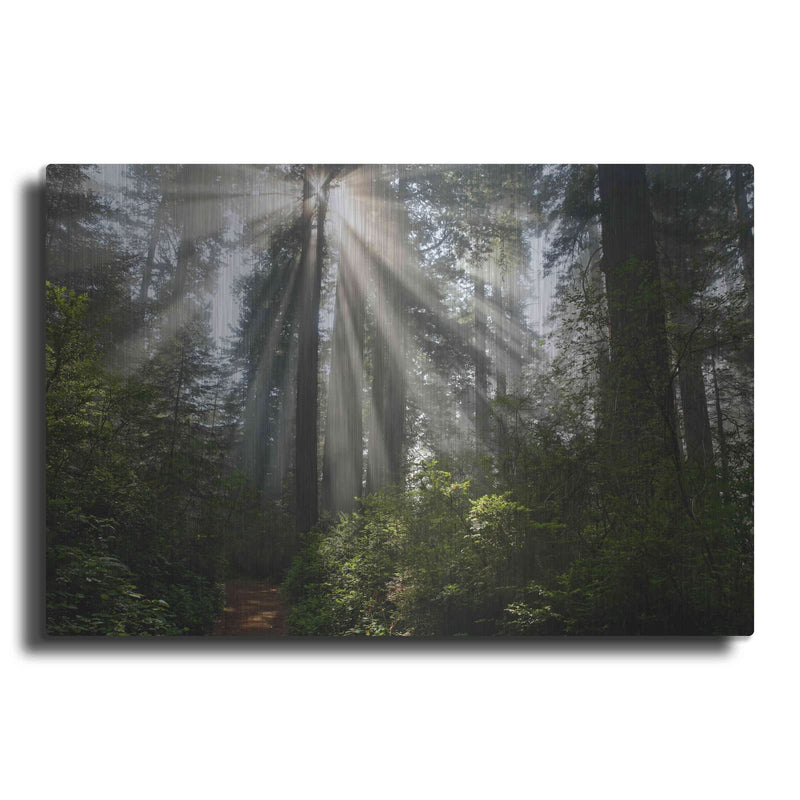 'Redwoods NP Ladybird Johnson Lightbeams' by Mike Jones – Metal Wall Art