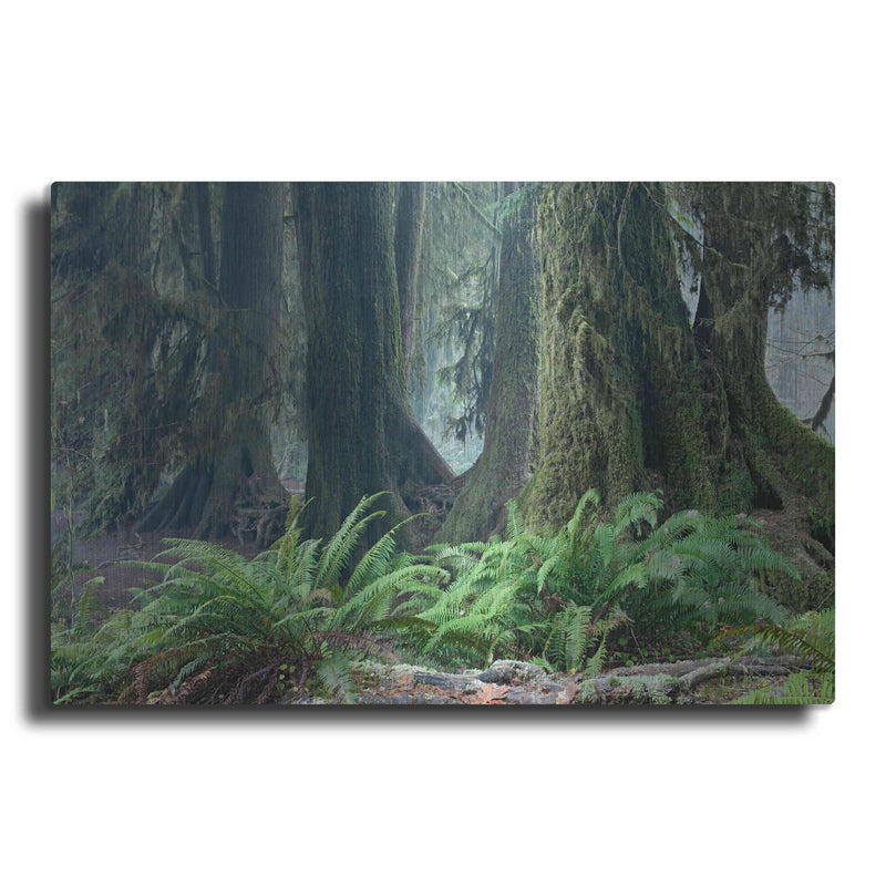 'Washington Olympic NP Foggy Ferns' by Mike Jones – Metal Wall Art