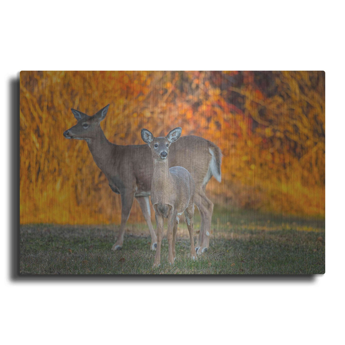 Luxe Metal Art 'Acadia Deer' by Darren White, Metal Wall Art