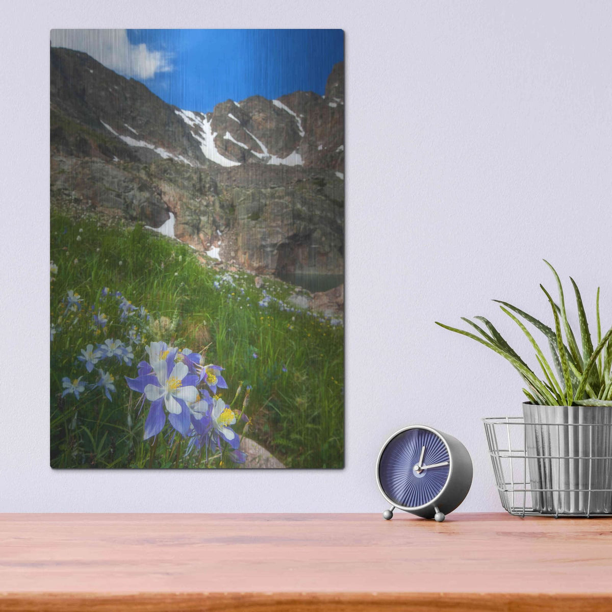 'Alpine Columbine - Rocky Mountain National Park' by Darren White – Metal Wall Art, 12x16 room view