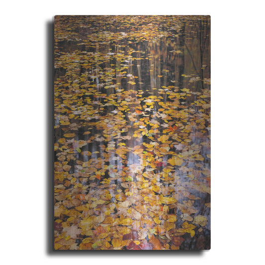 'Autumn Detail' by John Gavrilis, Metal Wall Art