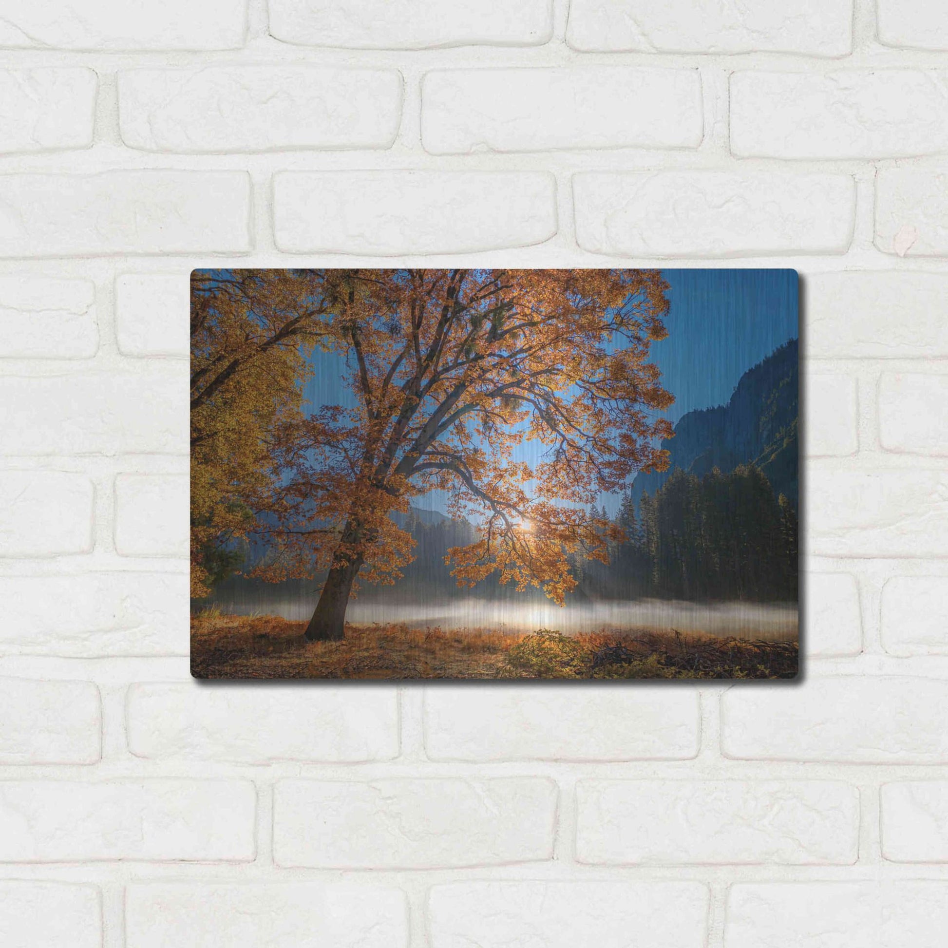Luxe Metal Art 'Autumn Oak Sunrise & Fog' by John Gavrilis, Metal Wall Art,16x12