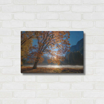 Luxe Metal Art 'Autumn Oak Sunrise & Fog' by John Gavrilis, Metal Wall Art,24x16