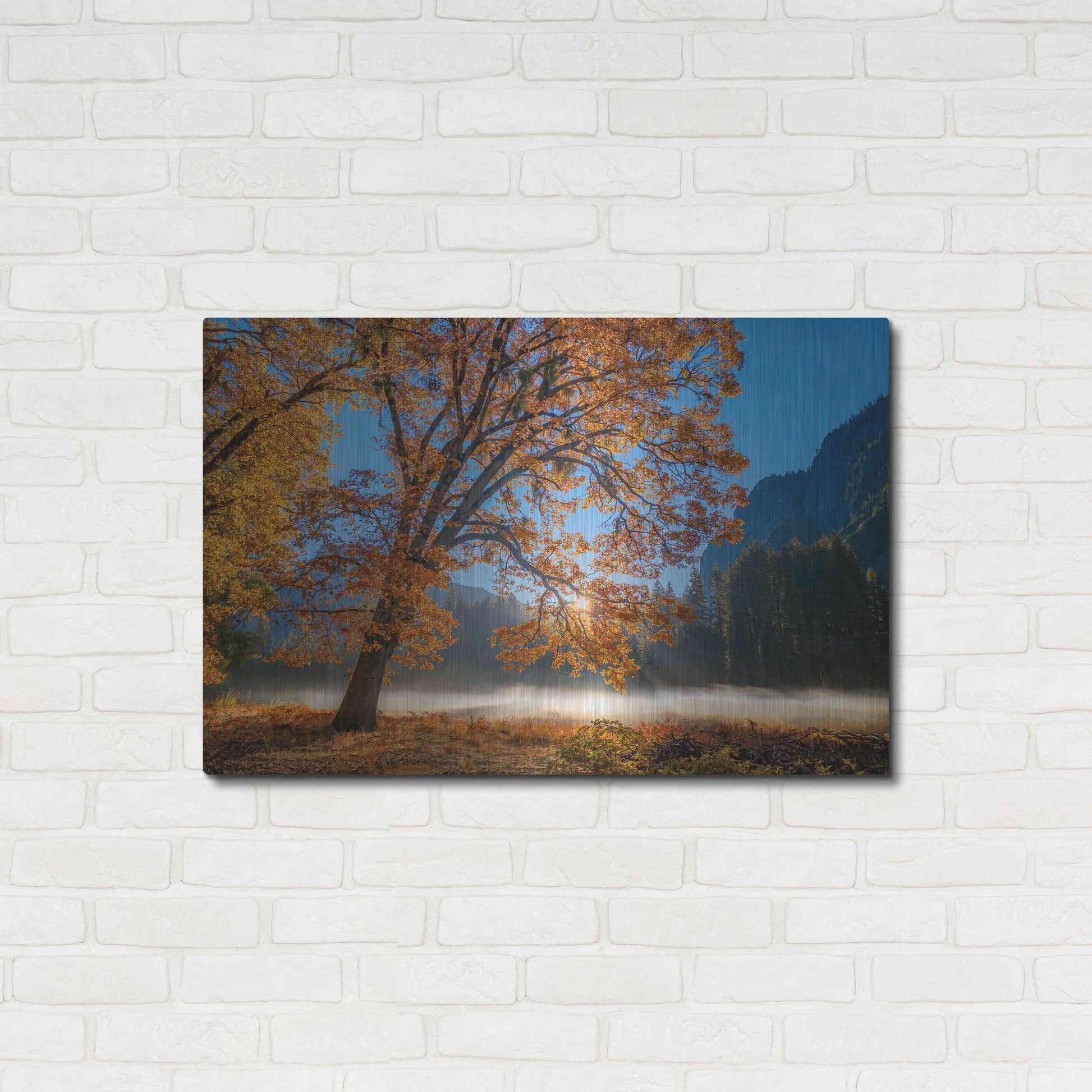 Luxe Metal Art 'Autumn Oak Sunrise & Fog' by John Gavrilis, Metal Wall Art,36x24