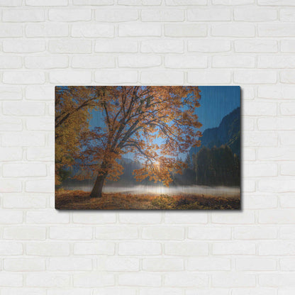 Luxe Metal Art 'Autumn Oak Sunrise & Fog' by John Gavrilis, Metal Wall Art,36x24