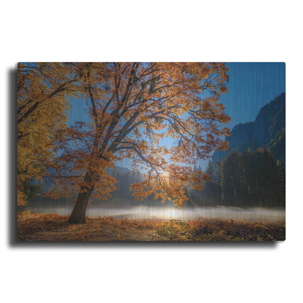 'Autumn Oak Sunrise & Fog' by John Gavrilis – Metal Wall Art