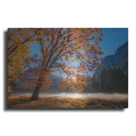 'Autumn Oak Sunrise & Fog' by John Gavrilis, Metal Wall Art