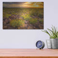 'Brittlebush Sunset' by John Gavrilis – Metal Wall Art, 16x12 room view