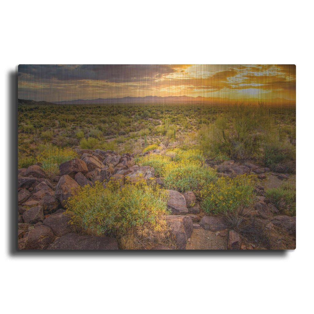 'Brittlebush Sunset' by John Gavrilis – Metal Wall Art