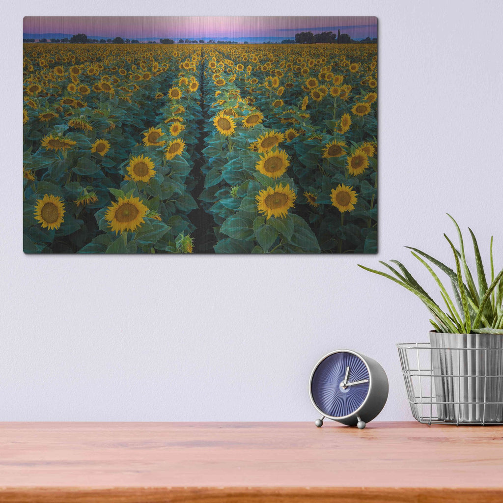 Luxe Metal Art 'Dawn Sunflowers' by John Gavrilis, Metal Wall Art,16x12