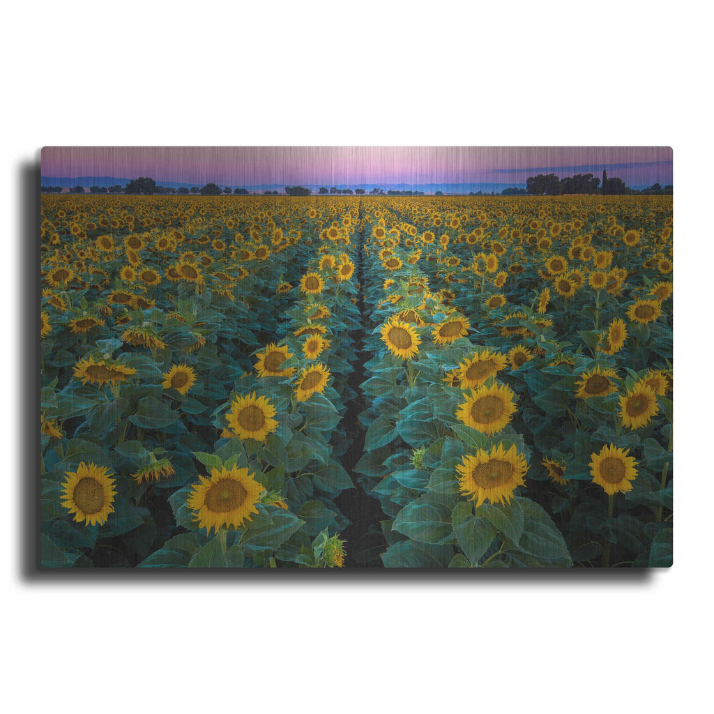 'Dawn Sunflowers' by John Gavrilis, Metal Wall Art