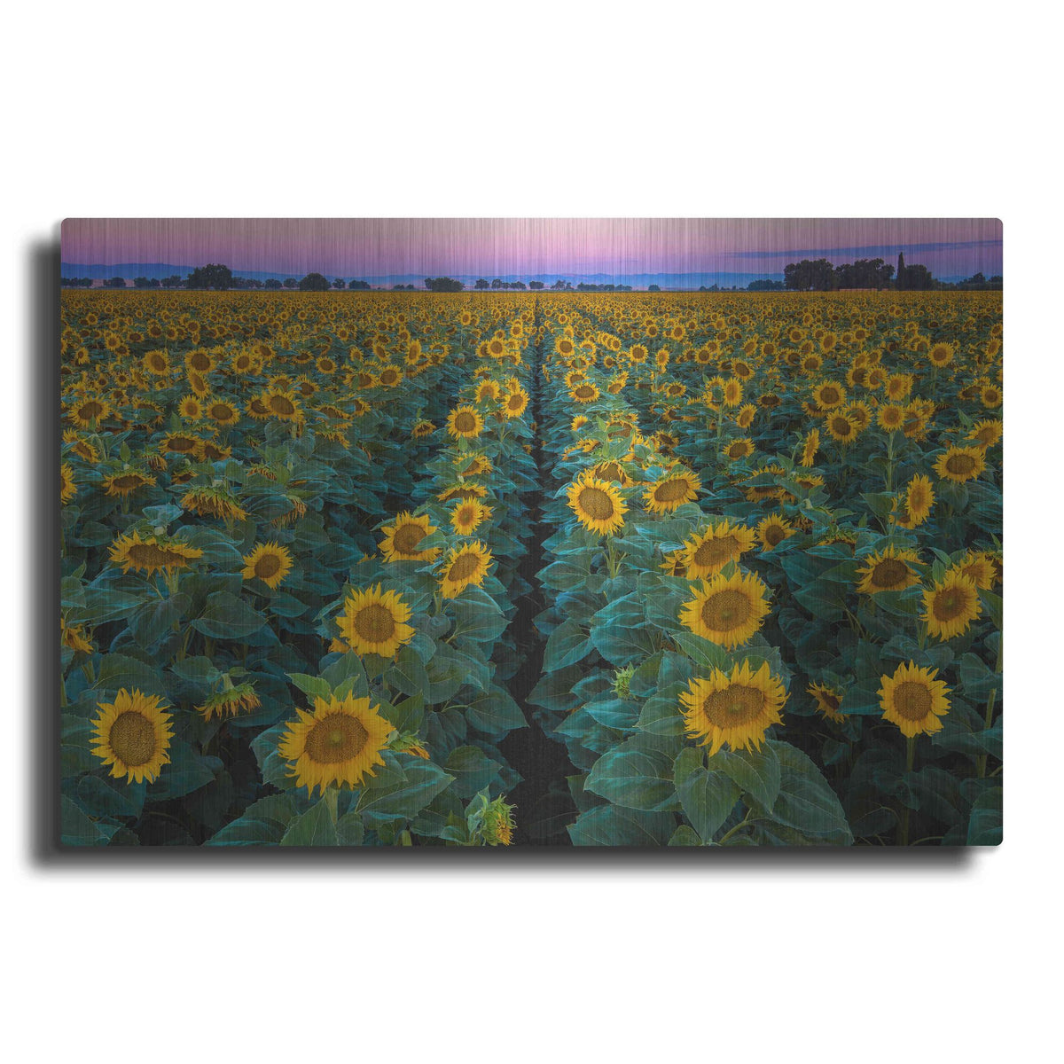 'Dawn Sunflowers' by John Gavrilis, Metal Wall Art