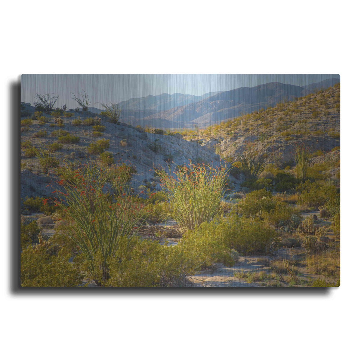 'Desert Ocotillo Landscape' by John Gavrilis, Metal Wall Art